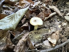 Tricholoma subaureum