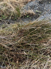 Schoenoplectus lacustris