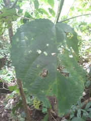 Urera baccifera