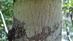 Lecanora thysanophora