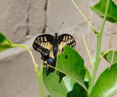 Papilio zelicaon