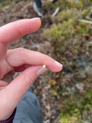 Schoenoplectus lacustris