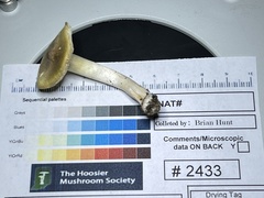 Tricholoma subaureum
