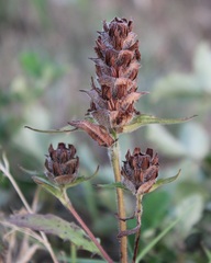Prunella laciniata