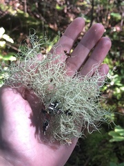 Usnea dasopoga