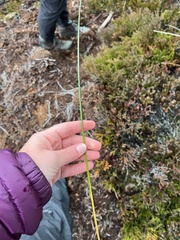 Schoenoplectus lacustris