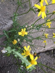 Senecio vernalis
