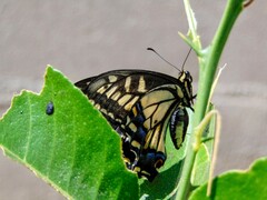 Papilio zelicaon