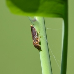 Homalodisca vitripennis