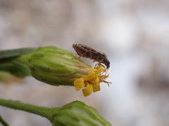 Nysius graminicola