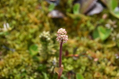 Leptarrhena pyrolifolia
