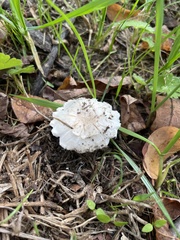 Leucoagaricus barssii