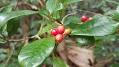 Psychotria