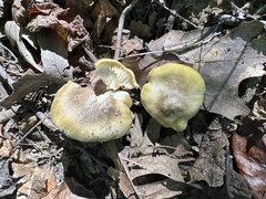 Tricholoma subaureum