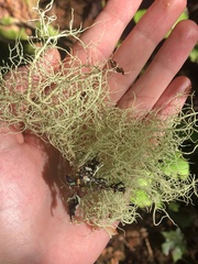 Usnea dasopoga