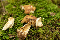 Russula granulata