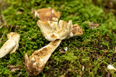 Russula granulata