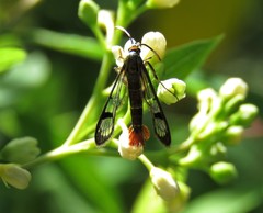 Synanthedon acerrubri