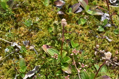 Leptarrhena pyrolifolia