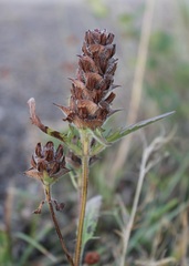 Prunella laciniata