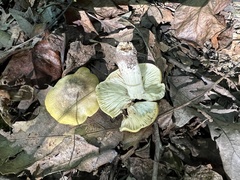 Tricholoma subaureum