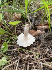 Leucoagaricus barssii