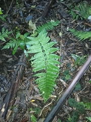 Asplenium bulbiferum