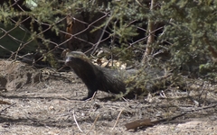 Galictis cuja