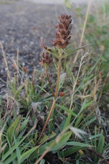 Prunella laciniata