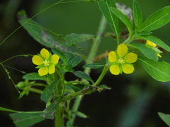 Ludwigia leptocarpa