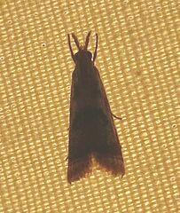 Microcrambus elegans