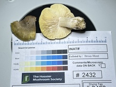 Tricholoma subaureum