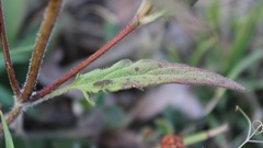 Prunella laciniata