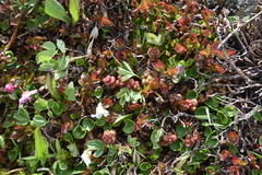 Sedum divergens