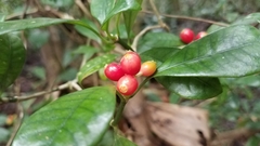 Psychotria