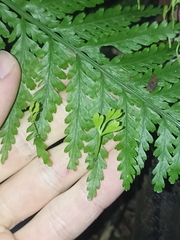 Asplenium bulbiferum
