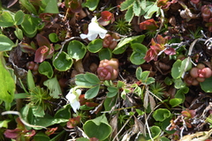 Sedum divergens