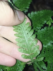 Asplenium bulbiferum