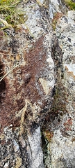 Anaptychia runcinata