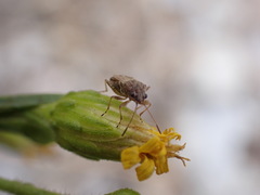 Nysius graminicola