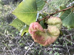 Pemphigus vesicarius