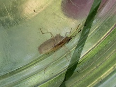 Oebalus