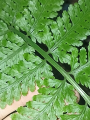Asplenium bulbiferum