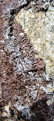 Anaptychia runcinata
