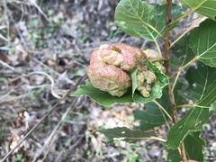 Pemphigus vesicarius