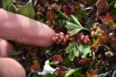 Sedum divergens