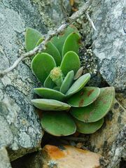 Crassula nudicaulis