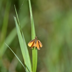 Copaeodes aurantiaca