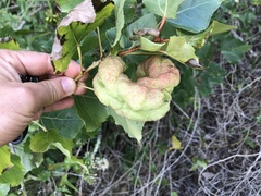 Pemphigus vesicarius