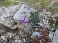 Vicia cretica